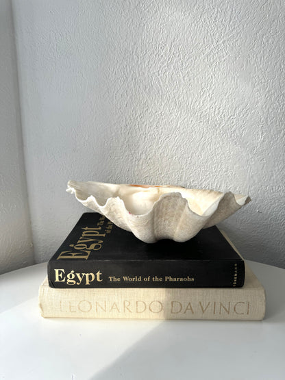 Giant natural clam shell bowl | seashell catchall