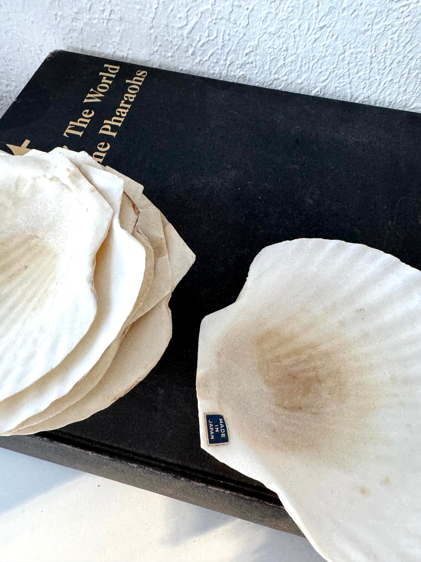 MCM clam shell plates | natural shell serving dishes | Set 8